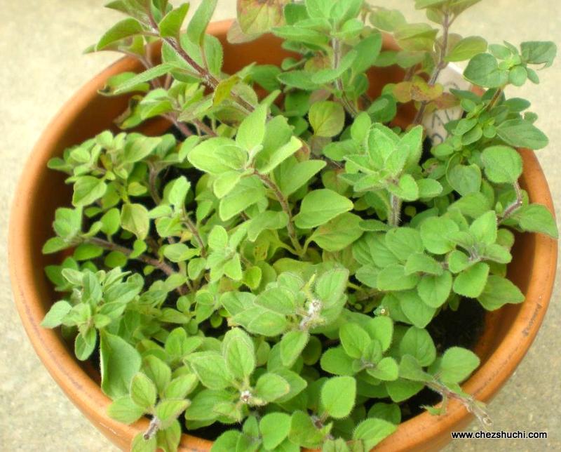 italian herb oregano